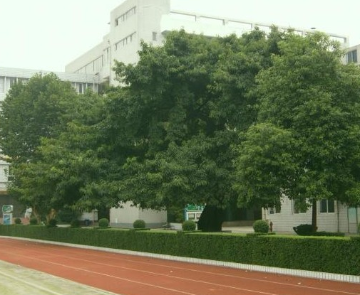 成都石室錦城外國(guó)語(yǔ)學(xué)校2019年特長(zhǎng)生計(jì)劃
