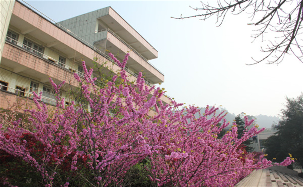 五通橋中學(xué)校園環(huán)境怎么樣？