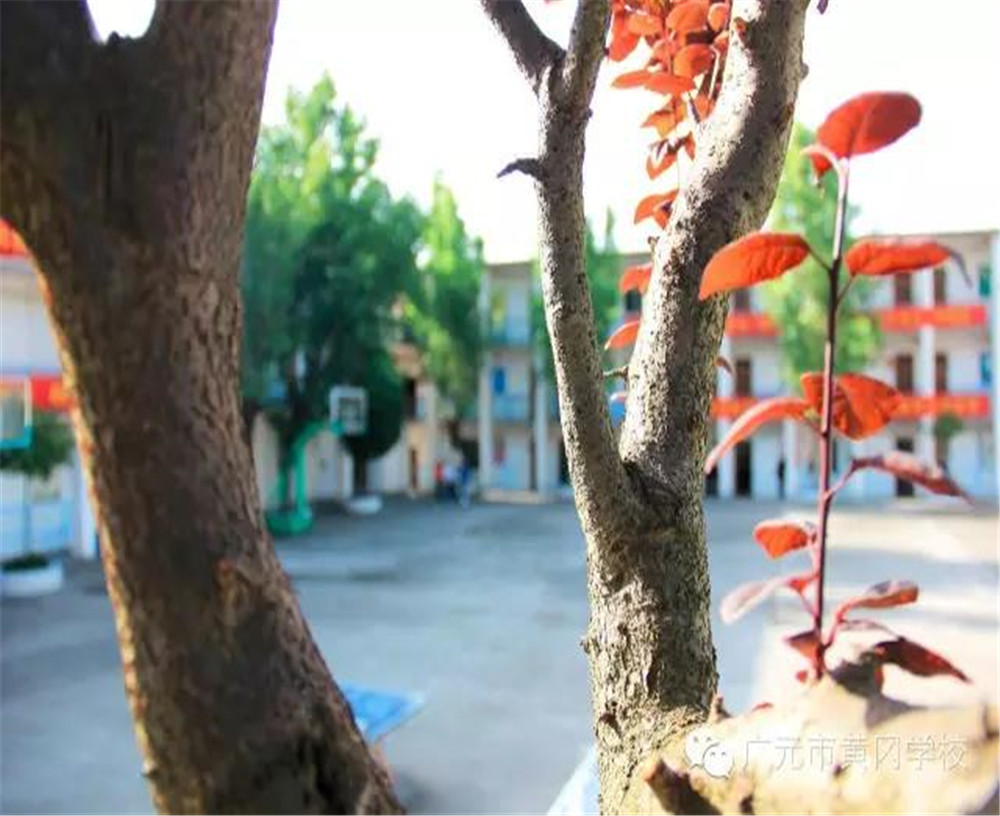 廣元市黃岡學(xué)校2020年學(xué)費(fèi)的收費(fèi)標(biāo)準(zhǔn)是多少？