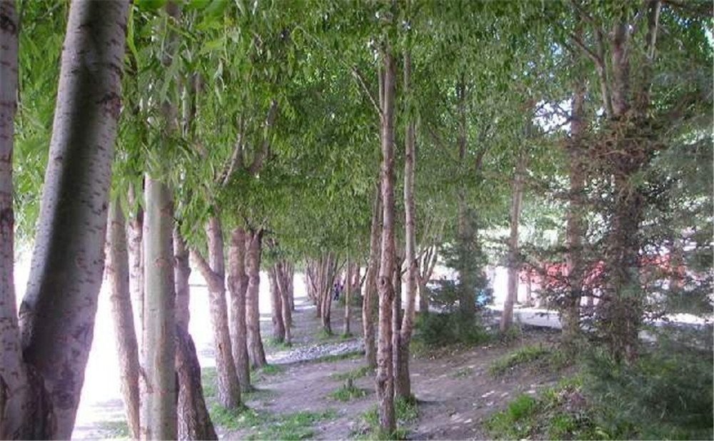 松潘中學(xué)2020年的招生簡(jiǎn)章在哪看？