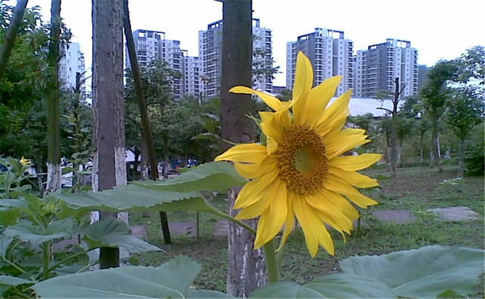 成都市第三十八中學(xué)去年的錄取分?jǐn)?shù)線是多少？