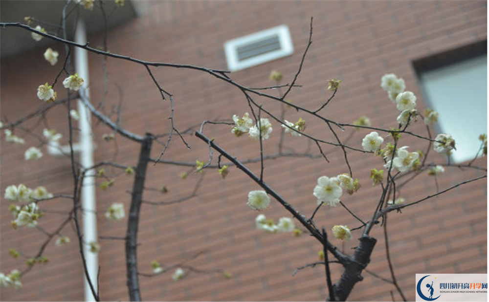 成都樹德中學(xué)光華校區(qū)自主招生中考網(wǎng)上怎么報(bào)名？